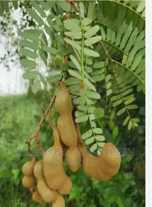 Tamarind Tree Seedlings Moq 5.