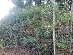 2 Acres at Kyumbi, Makutano,Kiasa,Very Ideal for a Home