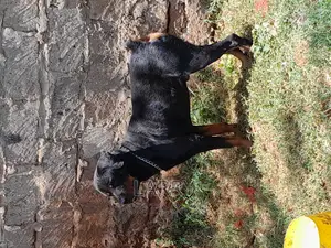 1+ year Male Purebred Rottweiler