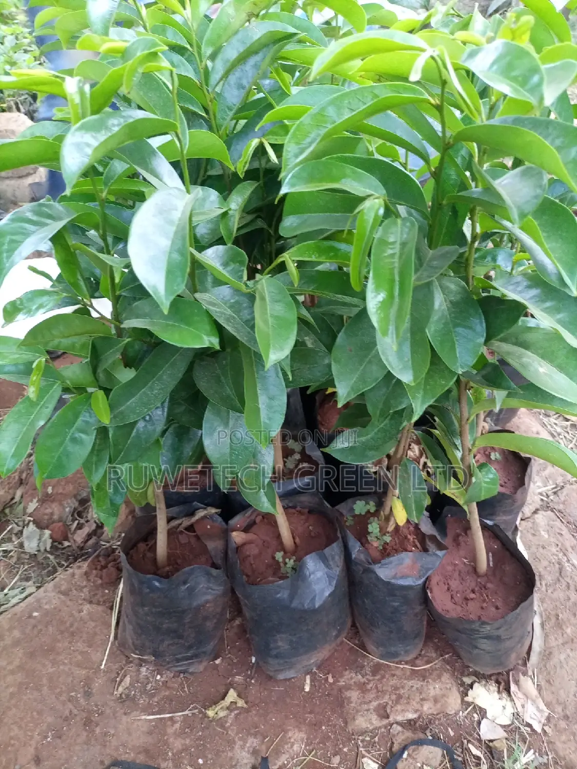 Soursop Seedlings