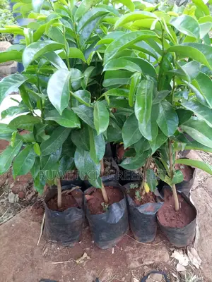 Soursop Seedlings