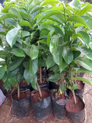 Soursop Seedlings