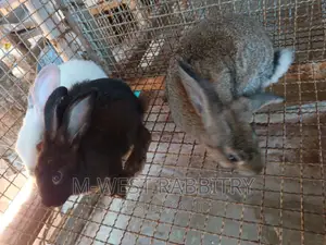 Adult Hybrid Rabbits, Flemish, Chinchilla, Checkered, Dutch