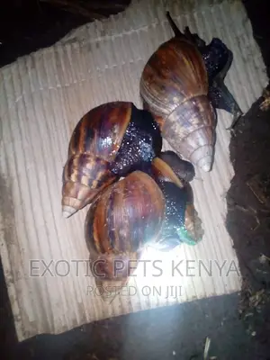 Giant Snails