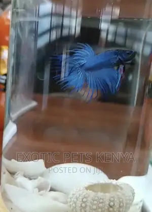 Siamese Fighter (Betta Fish)