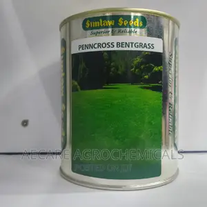 PENNCROSS BENTGRASS LAWN (Golf , Carpet Grass) 250 Grams