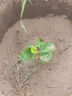 Mulberry Seedlings