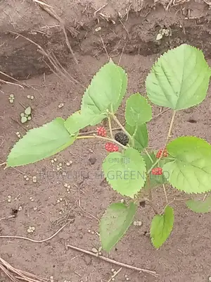 Mulberry Seedlings