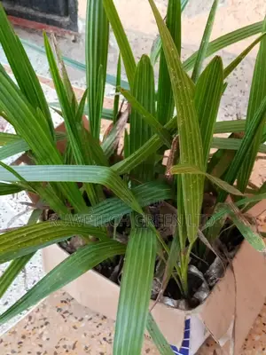 Dates Seedlings