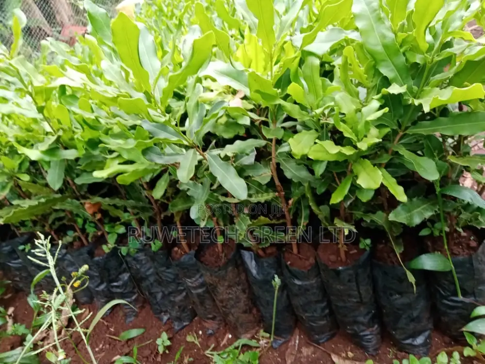 Quality Grafted Macadamia