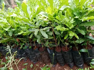 Quality Grafted Macadamia