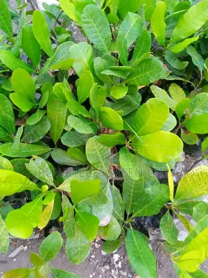 Cashew Nuts Seedlings Plants