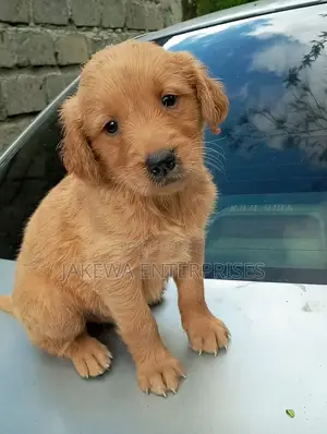 1-3 months Male Purebred Golden Retriever