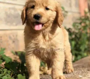 1-3 months Male Purebred Golden Retriever