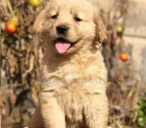 1-3 months Female Purebred Golden Retriever