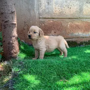1-3 months Male Purebred Golden Retriever