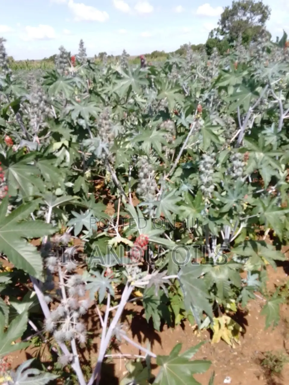 Castor Oil Seeds