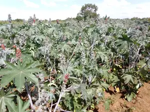 Castor Oil Seeds