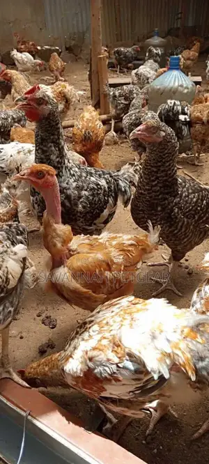 Sasso F1 Mature Chicken For Meat Or Eggs Production, Cocks