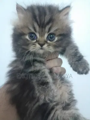 1-3 months Male Purebred Persian