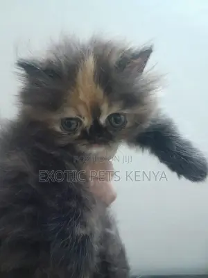 1-3 months Female Purebred Persian