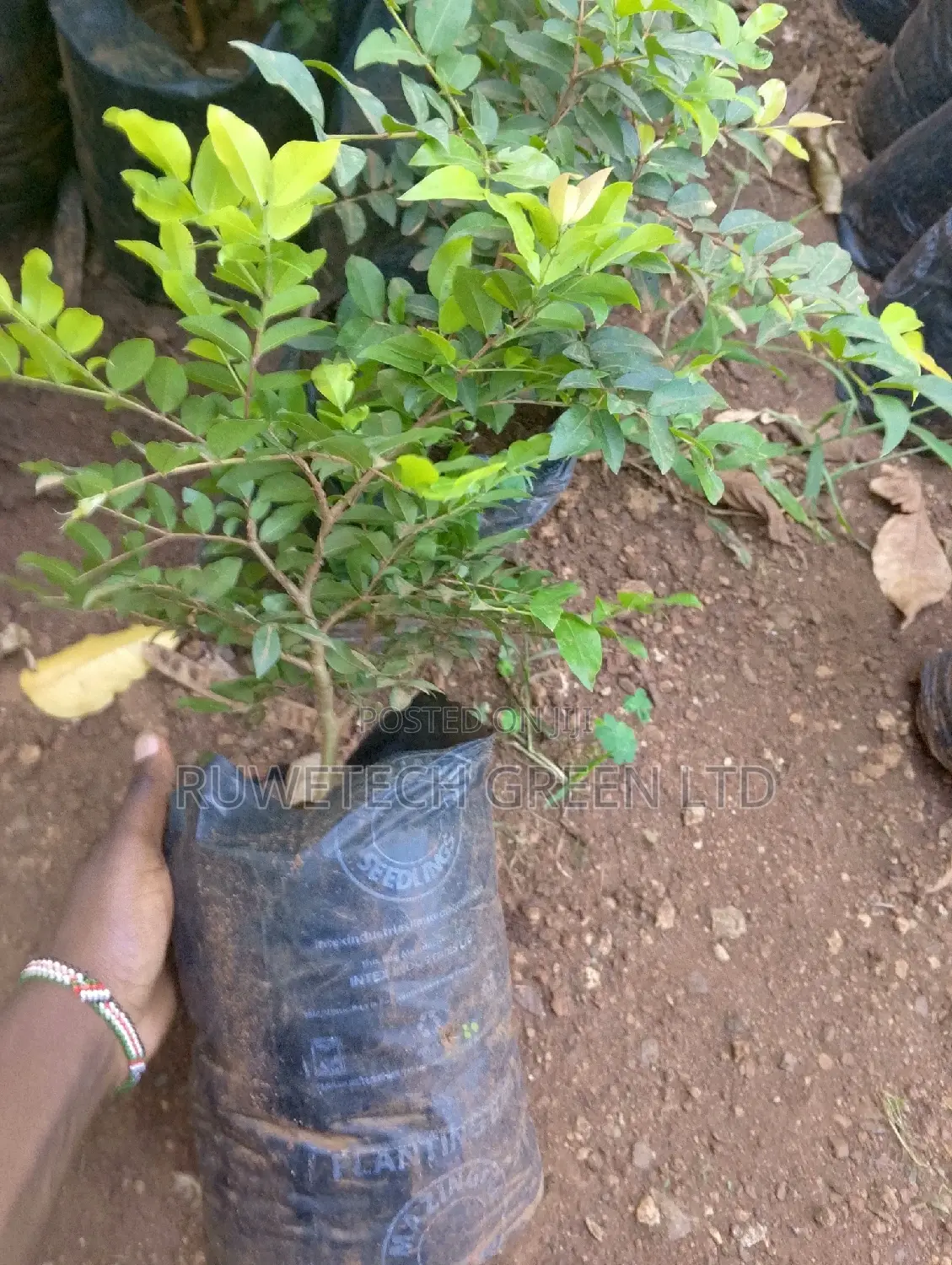Jabuticaba Fruit Seedlings