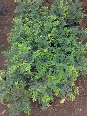 Jabuticaba Fruit Seedlings