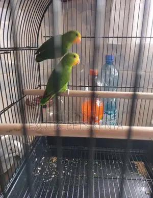 Orange Faced Lovebirds (Imported)