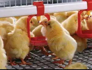 Yellow , Single Cup Automatic Chicken Nipple Drinkers