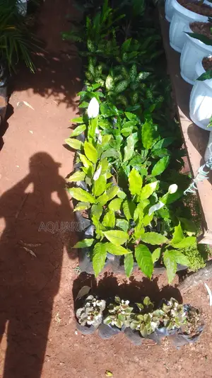 Peace Lily Flower Plant