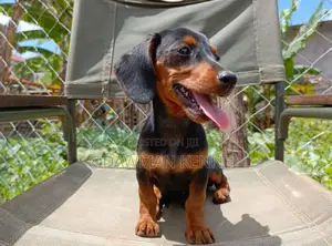 1-3 months Male Purebred Dachshund