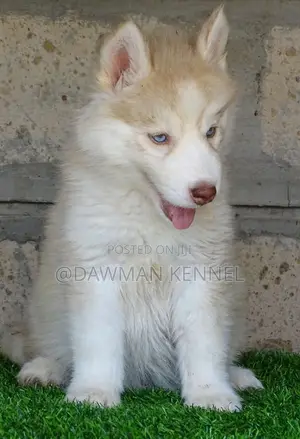 1-3 months Male Purebred Siberian Husky