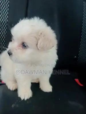 1-3 months Female Purebred Maltese