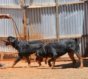 1-3 months Male Purebred Rottweiler