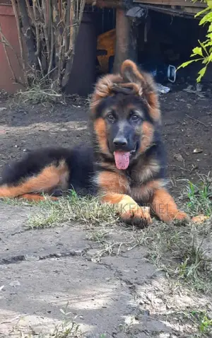 1-3 months Male Purebred German Shepherd