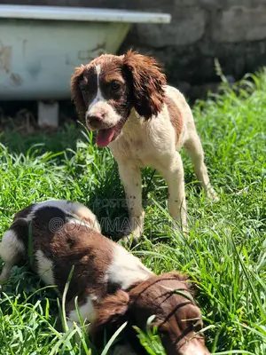 1-3 months Female Purebred English Springer Spaniel