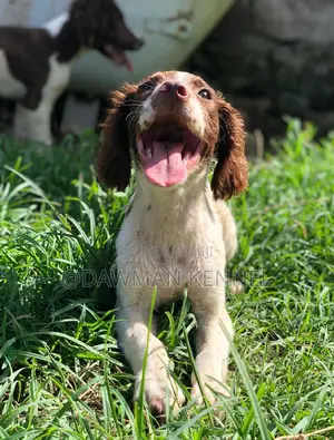 1-3 months Female Purebred English Springer Spaniel