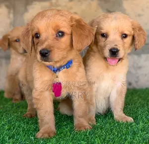 1-3 months Female Purebred Golden Retriever