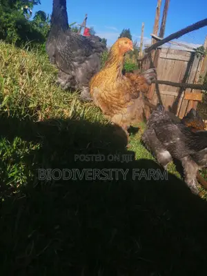 Unique Poultry Fresh and Fertilized Eggs