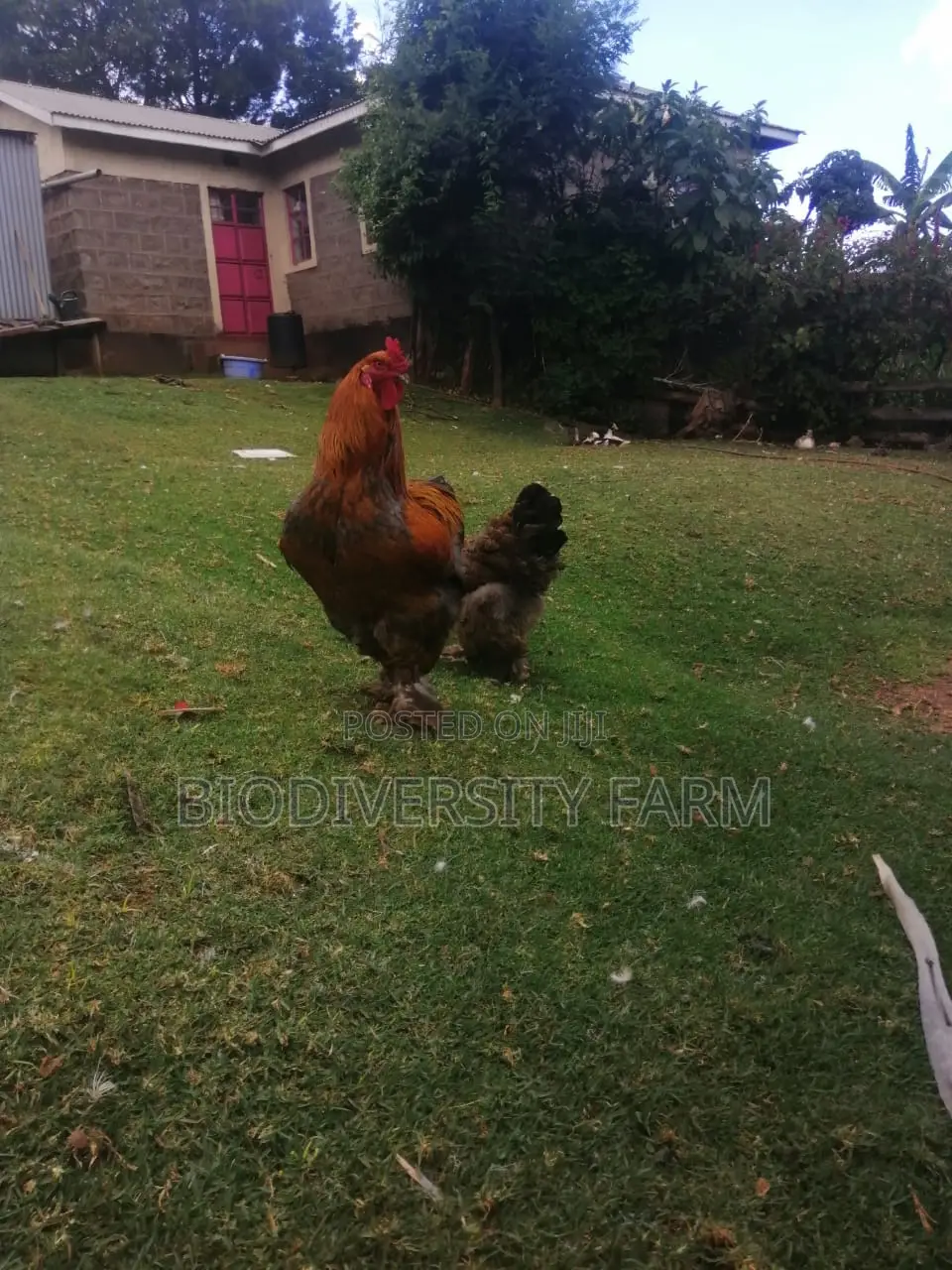 Unique Poultry Fresh and Fertilized Eggs