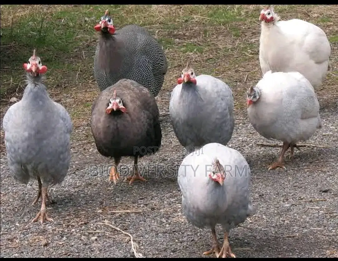 Unique Poultry Fresh and Fertilized Eggs