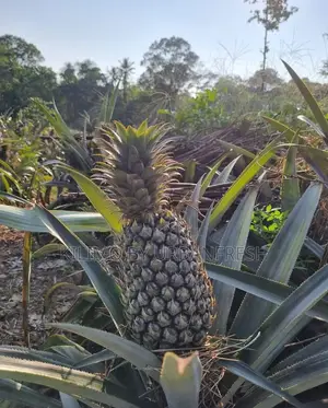 Dwarf Fruit Seedlings Available