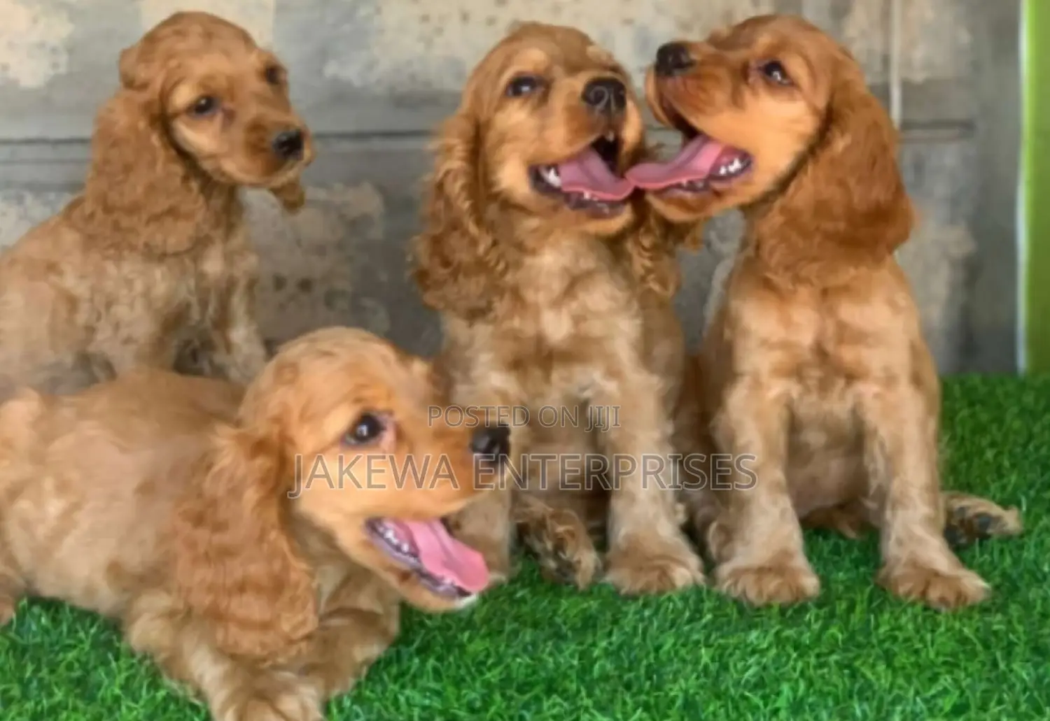 1-3 months Male Purebred Cocker Spaniel