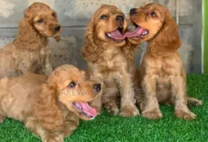1-3 months Male Purebred Cocker Spaniel