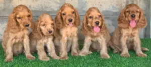 1-3 months Female Purebred Cocker Spaniel