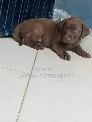 1-3 months Female Purebred Labrador Retriever