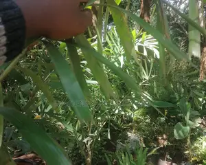 Fox Tail Palms
