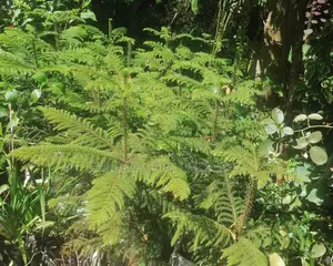 Aurocharia Tree Seedlings