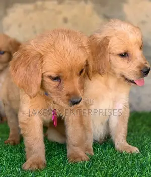 1-3 months Male Purebred Golden Retriever