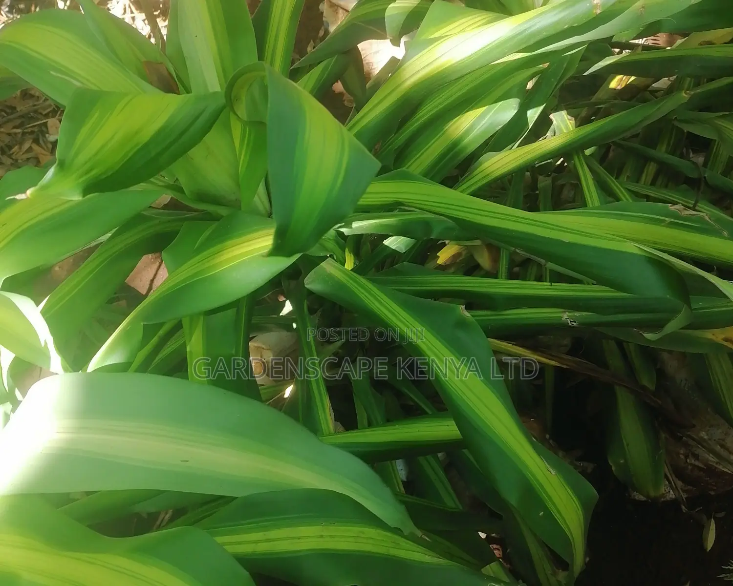 Dracaena Plants